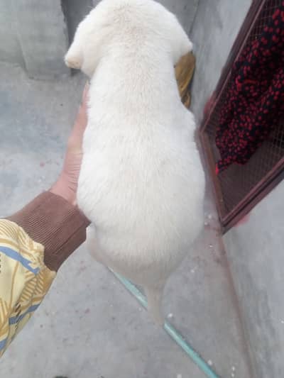 Cute Pet Dog for Sale