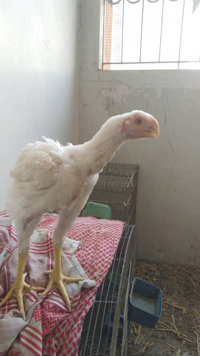 INDIAN PARROT BEAK SHAMO HEERA ASEEL