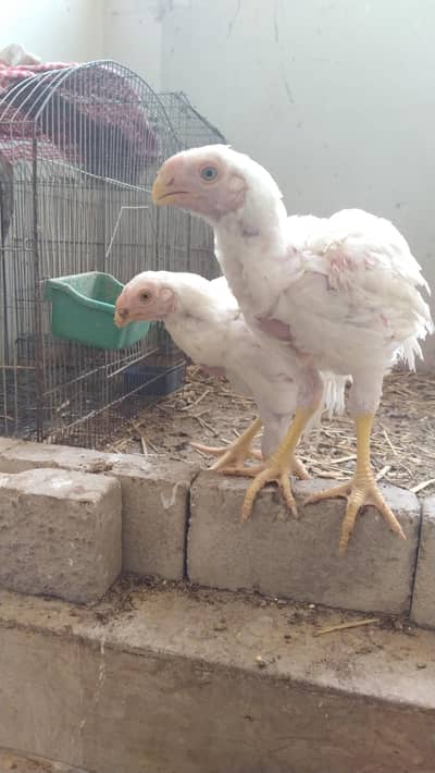 SHAMO, HEERA, INDIAN PARROT BEAK, ASEEL