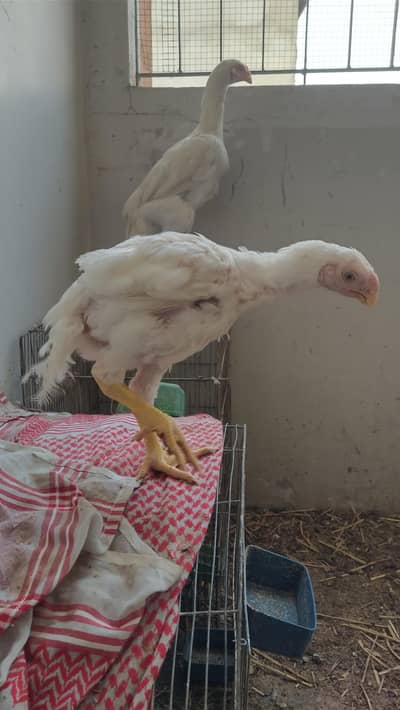 SHAMO, HEERA, INDIAN PARROT BEAK, ASEEL