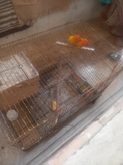 Love Bird Breeded pair