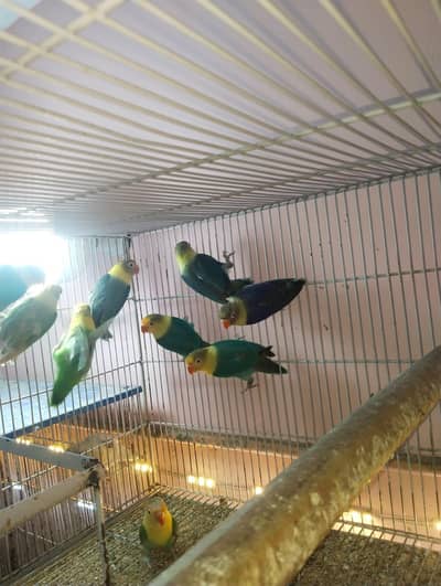 Albino ,creamino,,decino ,black eye's red eyes latino parrots