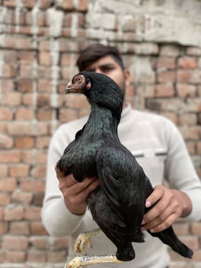 Aseel madiya sindhi or weathnam 03490163612