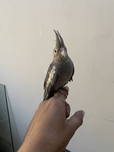 Charcol cocktail hand tamed