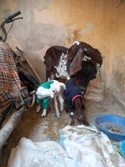 Goat plus male female bachay