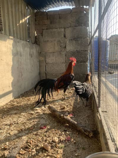 Phoenix Longtail Onagadori Full Size Pair for sale