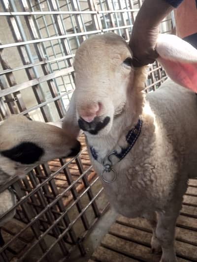 pure kajla or pure Mundra 03282718449 Whatsapp call for price