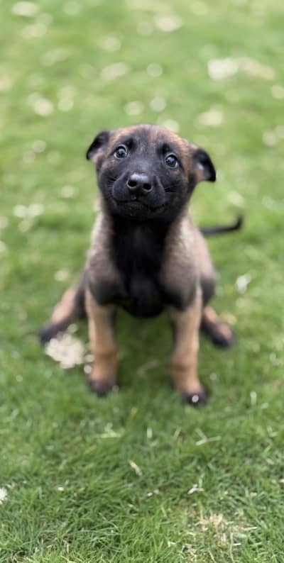 Belgian Malinois Female Pups