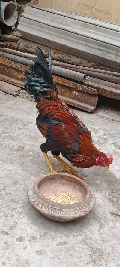 ghar ka phla dysi murga dyd kilo wzan hoga azan dyta ha