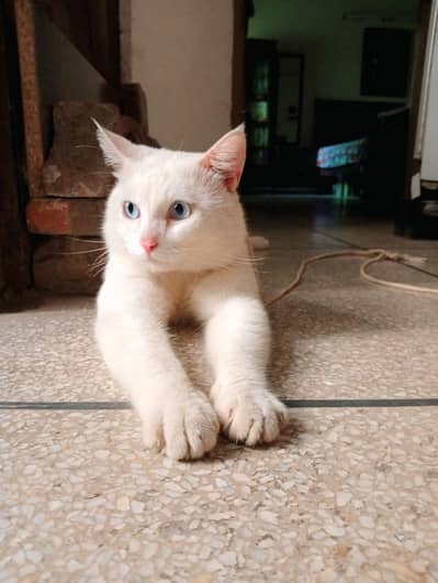 Turkish angora