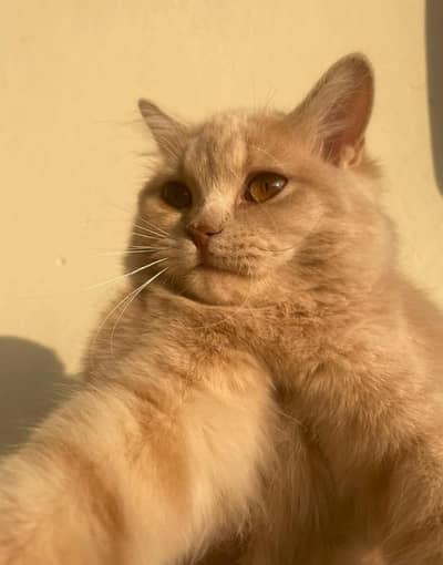 Persian Cat For Sale