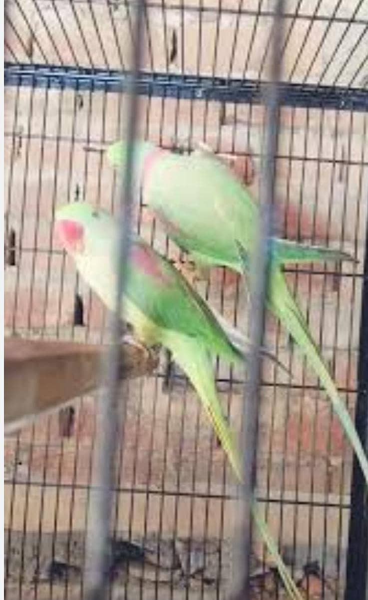 raw parrat 0