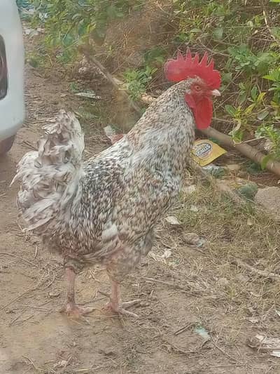 breedee rooster murgha