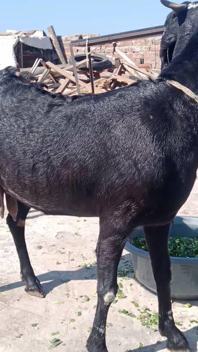 جانور چار بکریاں ایک بکرا 5