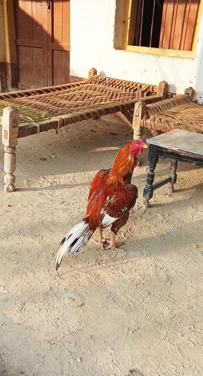 high quality pure peela pair for sale