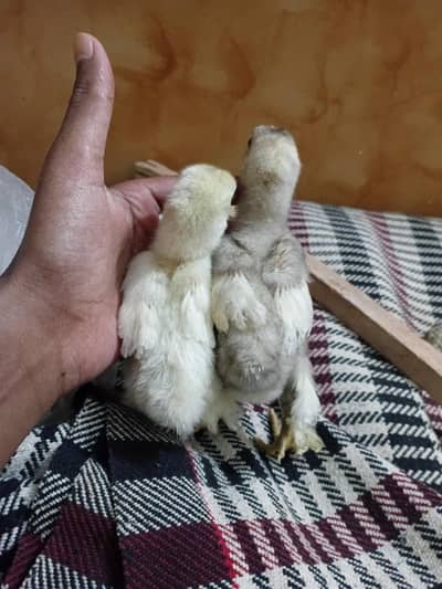 Bantam chicks