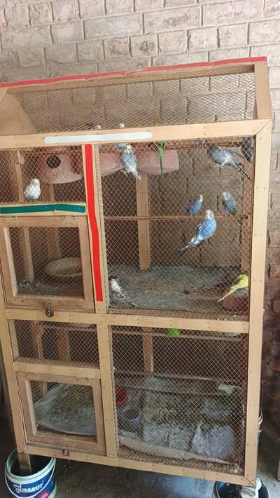 Budgies Young Parrot 6 Pair