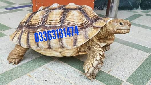 The African spurred/sulcata male tortoise