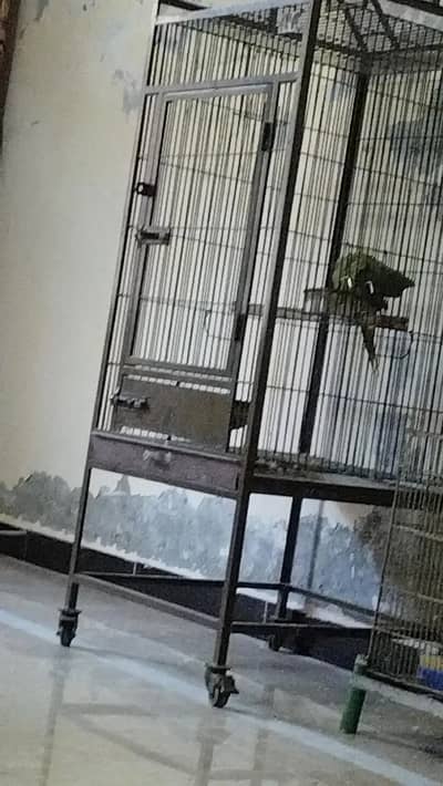 Raw Talking male with fancy Cage and yellow ringneck