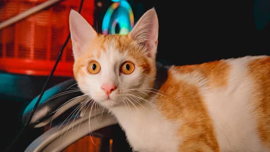 Male Cat For Adoption