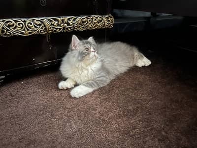 Very cute punch faced smokey grey Cat