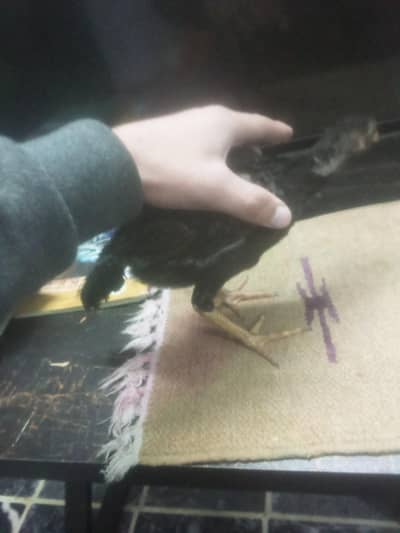 Aseel male available good condition