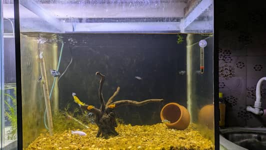 Fish Tank 5mm Glass Size 2x2x1.5