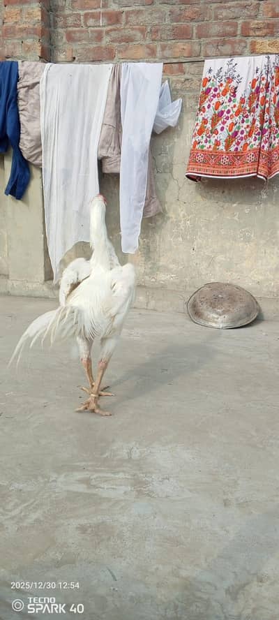 white o shamoo/high quality/pair available