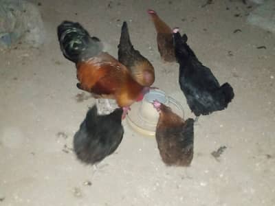 All hens eggs laying and one Roaster