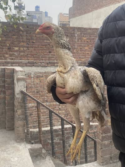 KING SIZE SHAMMO FEMALES