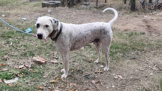 sheeka2 Khan sahb ala