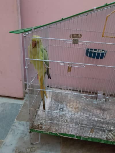 Female RingNeck Parrot