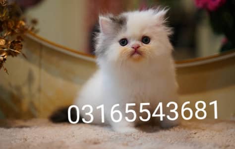 Persian Kitten | pike face kittens | triple coated | Punch face | Cat