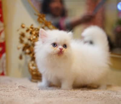 Persian Kitten | pike face kittens | triple coated | Punch face | Cat
