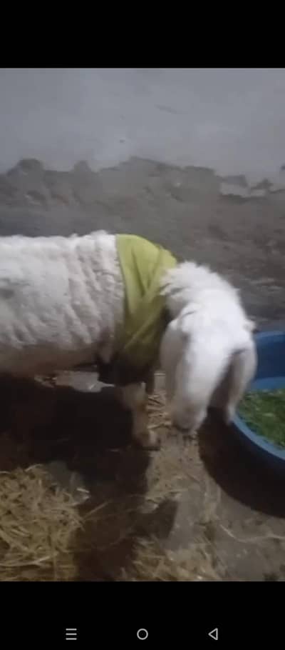 kajli bheer for sel arjunt03236015034