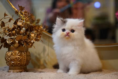 Persian kittens | Tripple coat | Punch face | piki | Fluffy | Cute cat
