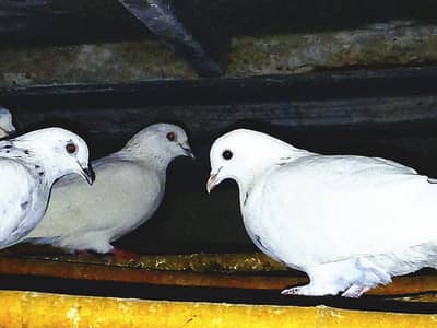 Pigons for Sale Black & White and Pure White