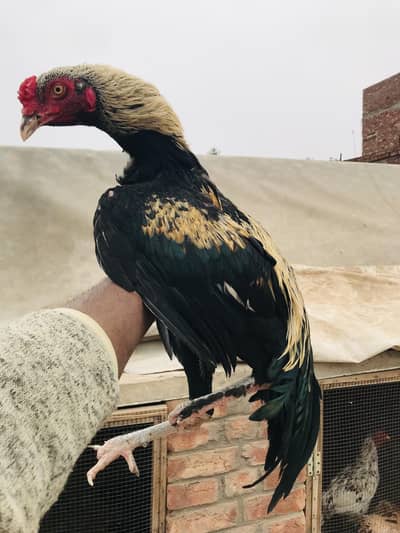 Parmoz breed mianwali 03074327731