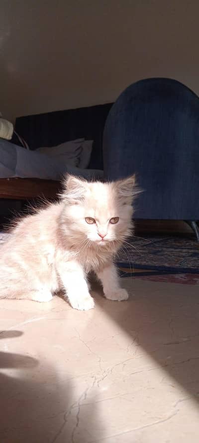 persian and Turkish angora kittens