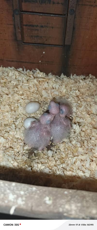 chicks of conure and cocktails