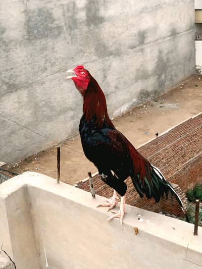 LAKHA ASEEL. . . . . HIGH Quality. . . Zer dum. . . . 0327/0616302