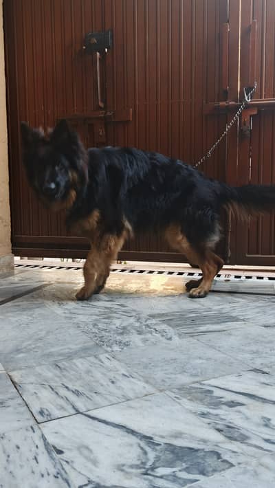 Black mask male non ped