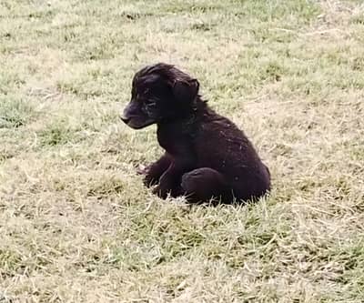 Black German Shepherd| Puppy | Double Coat puppies | Dog For Sale |GS