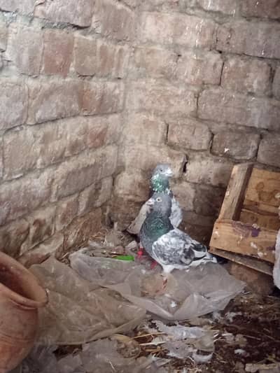 pair gashi high flayer han breder pair ha