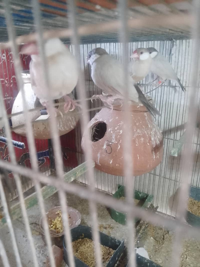 fown java 03181062909 0