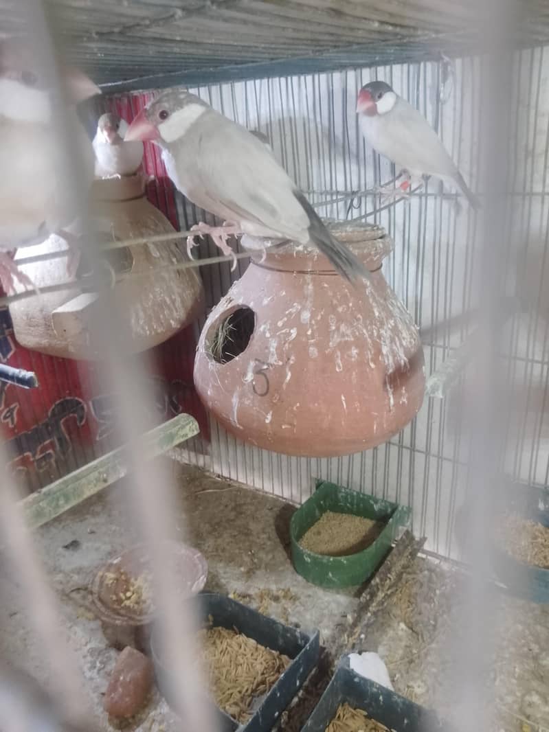 fown java 03181062909 1