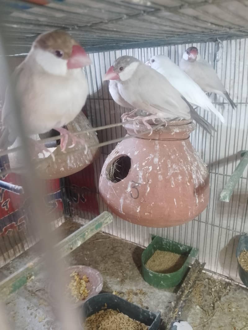 fown java 03181062909 2