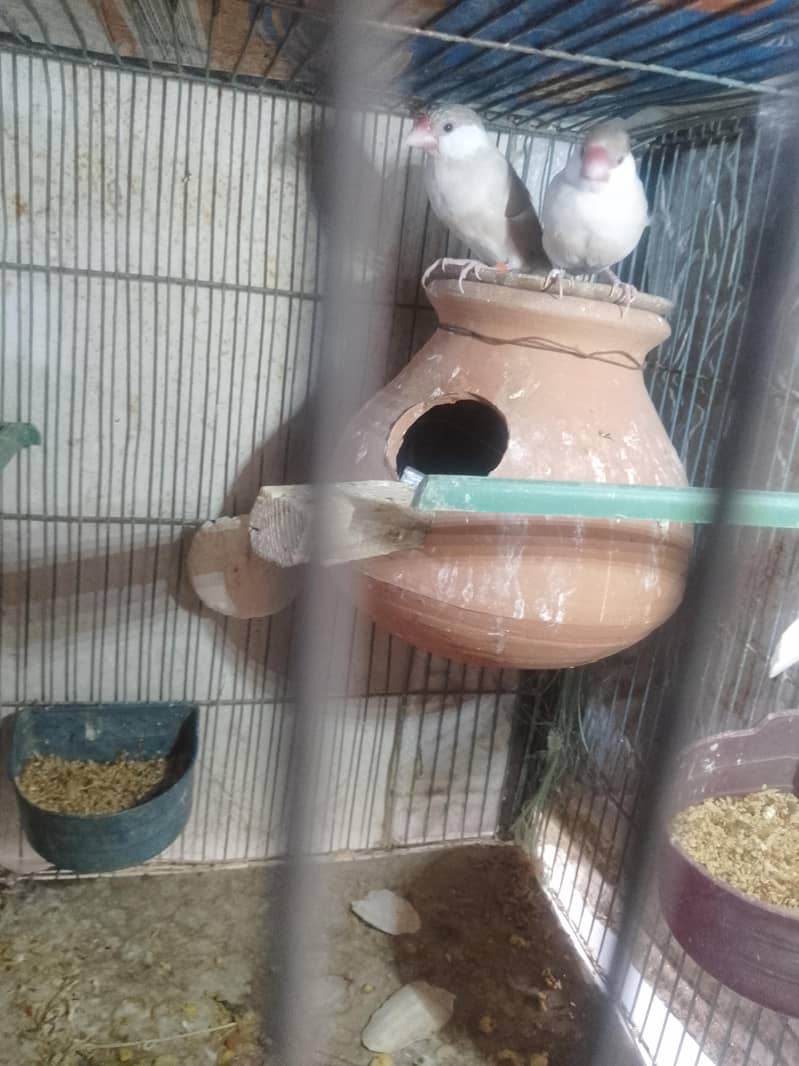 fown java 03181062909 3