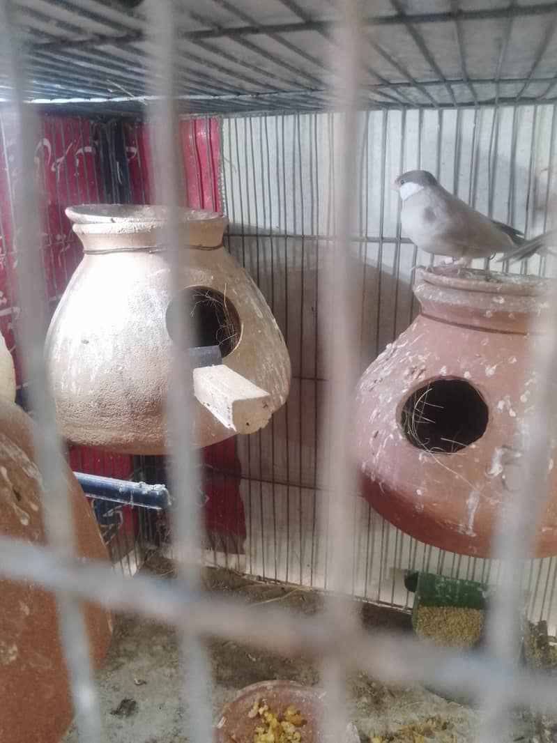 fown java 03181062909 4