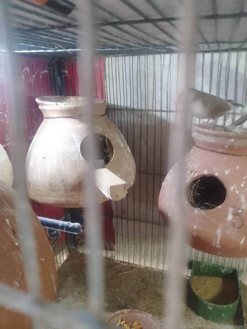 fown java 03181062909 5